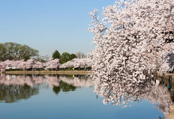 游客漫步樱桃<strong>花朵</strong>