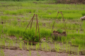 关心完整的植物大米中间ricefield