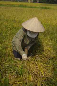 女人携带捆大米