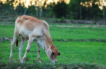 小牛吃草