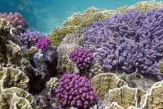 珊瑚礁硬紫罗兰色的珊瑚底热带海