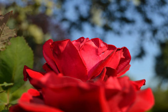 大红色的玫瑰