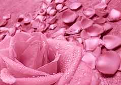 粉红色的玫瑰粉红色的花瓣