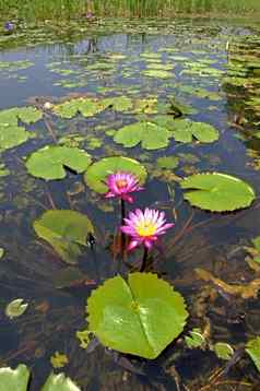 莲花开花盛开的池塘
