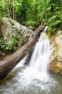 小瀑布热带雨林