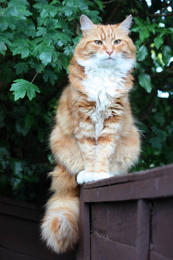 美丽的长头发的姜猫