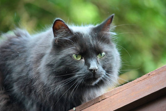 英俊的长播出黑色的猫咪看专心地