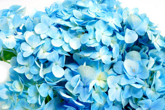 蓝色的绣球花花孤立的白色