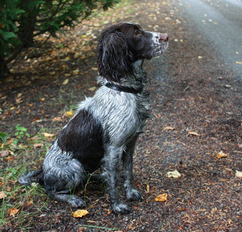 泥泞的工作类型englissh施普林格猎犬宠物猎犬