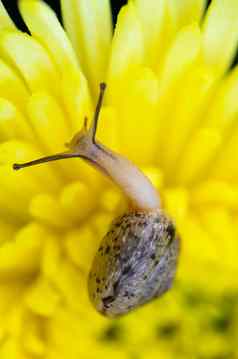 关闭蜗牛黄色的菊花花