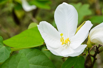 雪兰花花紫荆花acuminata