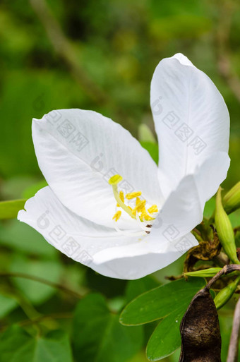 雪兰花花紫荆花acuminata