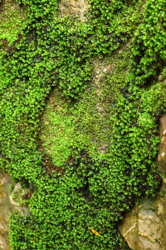 明亮的绿色莫斯宏拍摄岩石瀑布