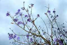 紫色的花树蓝色的天空背景蓝花楹
