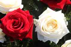 红色的白色玫瑰阳光