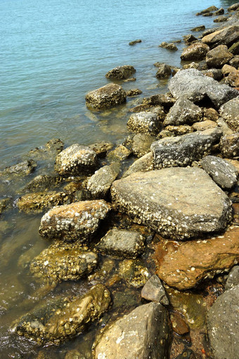 牡蛎贝壳嵌入式岩石