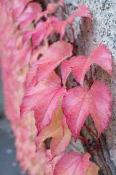 红色的艾薇parthenocissusquinquefolia