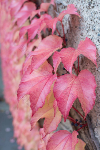 红色的艾薇parthenocissusquinquefolia