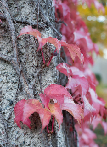 红色的艾薇parthenocissusquinquefolia