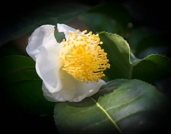 白色山茶花特写镜头