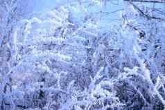 分支机构树覆盖白霜冬天天空