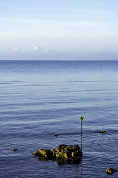 海红树林幼苗