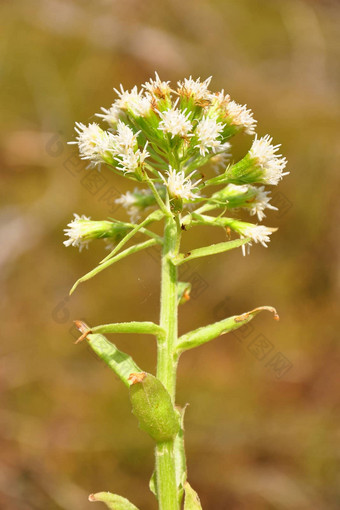 白色蜂<strong>斗</strong>菜petasites阿不思·