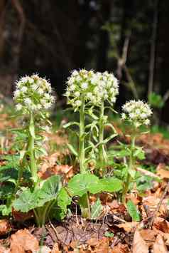 白色蜂斗菜petasites阿不思·