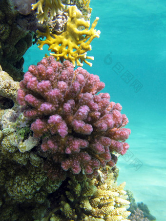 珊瑚礁紫罗兰色的硬珊瑚波奇洛波拉底热带海<strong>蓝色</strong>的<strong>水背景</strong>