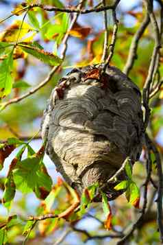 黄蜂巢挂起树秋天叶子