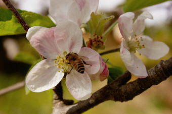 蜂蜜蜜蜂春天开花桃子花