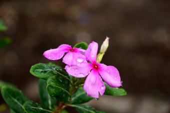 美丽的粉红色的文卡花马达加斯加小长春花raini