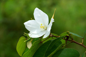 雪兰花树紫荆花acuminata