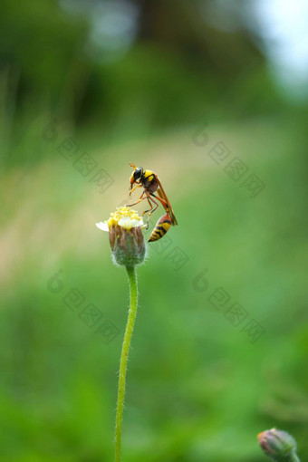 昆虫<strong>的</strong>名字sceliphronspirifex花