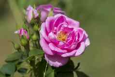 粉红色的玫瑰提取至关重要的油蔷薇属大马士革