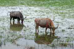 水水牛吃草野生动物保护