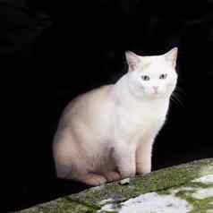 白色猫