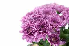 紫罗兰色的菊花白色背景