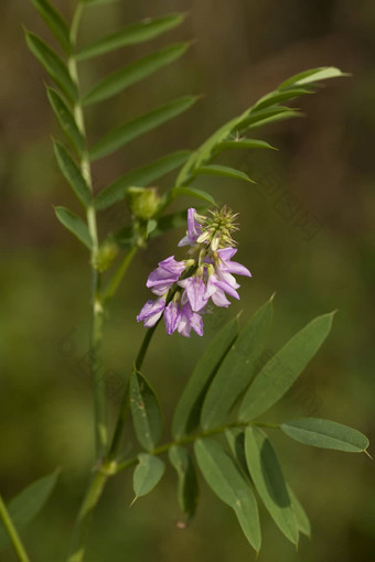 花<strong>甘草</strong>