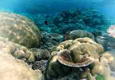 水下海生活昆士兰澳大利亚珊瑚礁