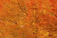 橙色黄色的枫木叶子秋天颜色莱文沃斯华盛顿
