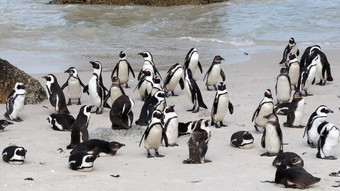 非洲企鹅巨石海滩角小镇南非洲