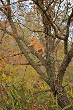 红色的猫攀爬树秋天