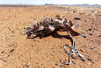 千岁兰奇异令人惊异的沙漠植物生活化石