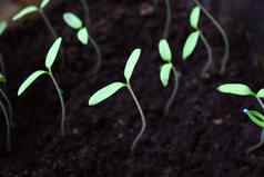 绿色幼苗日益增长的土壤