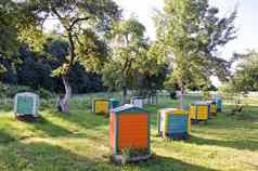 蜂蜜蜜蜂荨麻疹树夏天花园