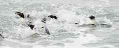 游泳非洲企鹅spheniscus德梅勒斯