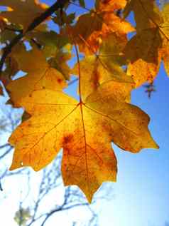 黄色的秋天叶子分支机构蓝色的天空
