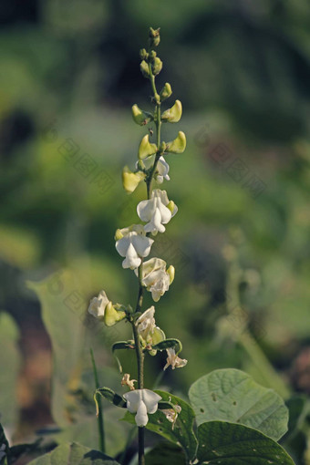 花扁豆紫芩