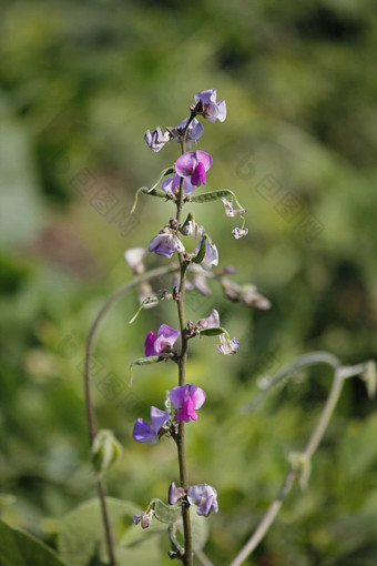 花扁<strong>豆</strong>紫芩